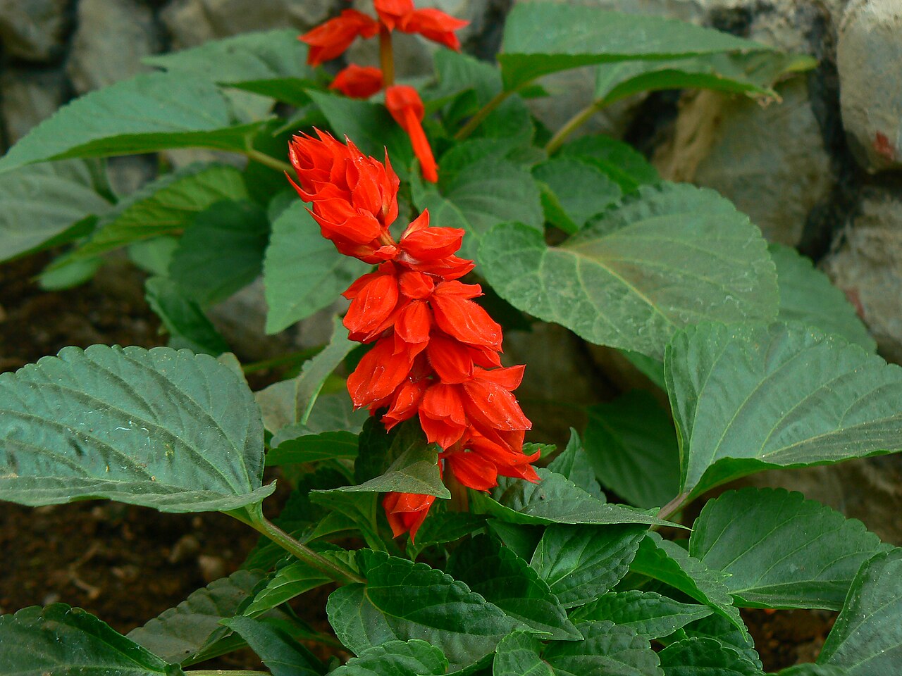 [Salvia splendens]